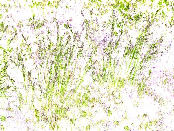 abstract art work Grasses 1