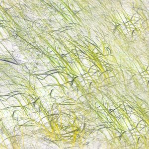 abstract work of art Grasses 12