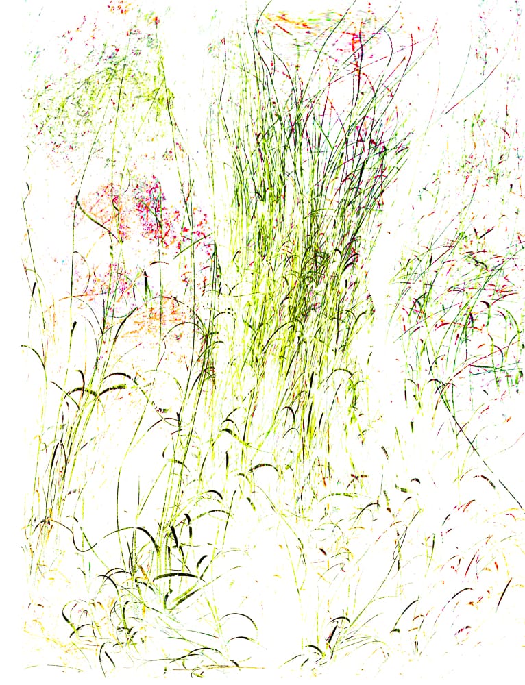 Grasses 8