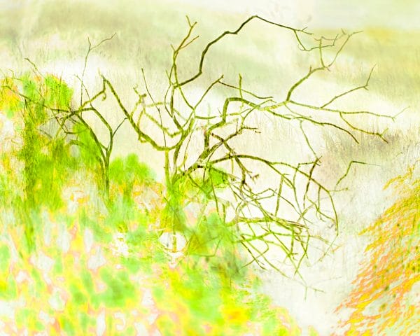 New life photographic print