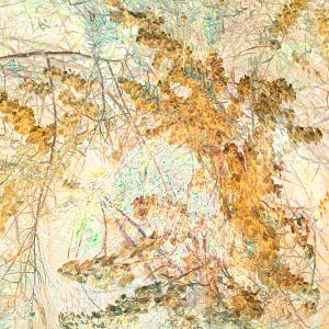 Desert Foliage photographic print