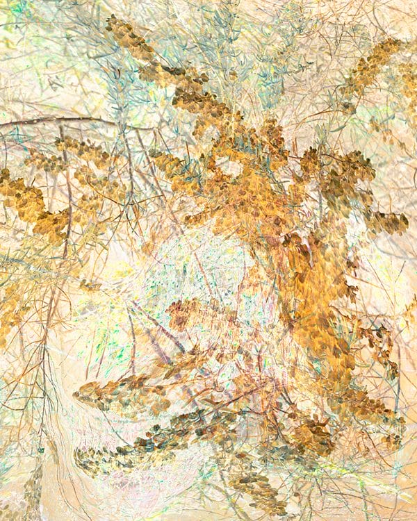 Desert Foliage photographic print