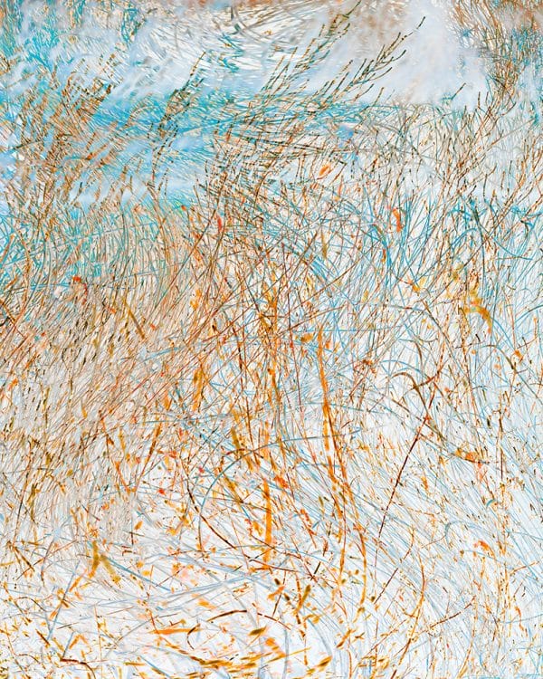 Grasses by the Stream 3 photographic print