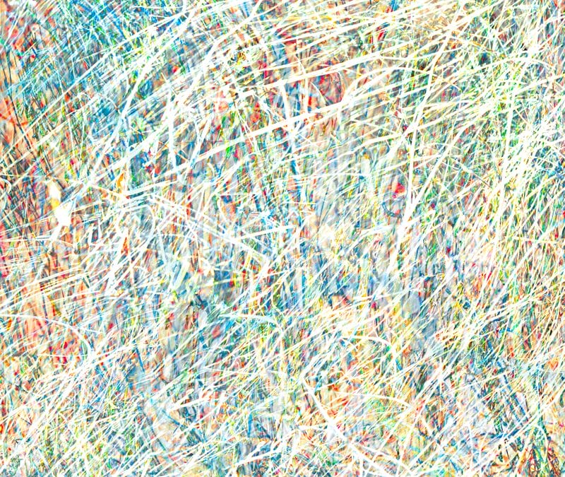 Grasses by the Stream 9 photographic print