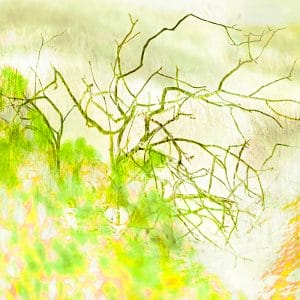 Springtime photographic print
