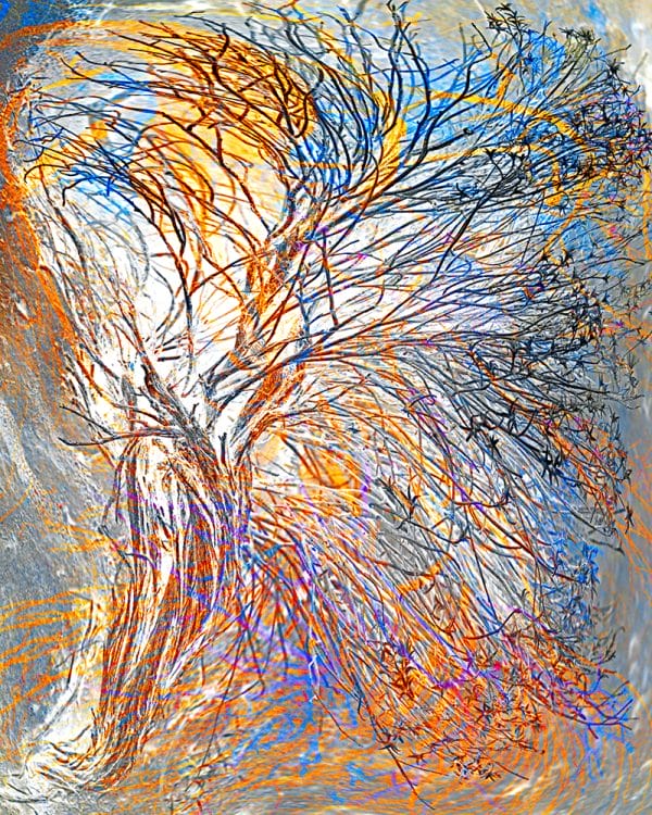 Tree of Life photographic print